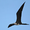 Magnificent Frigatebird